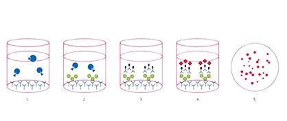 Le dosage ELISpot Le dosage ELISpot