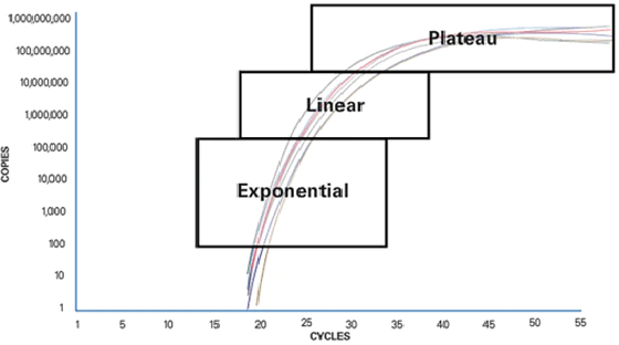 Phases de la PCR