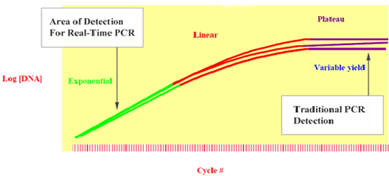 Mesures traditionnelles de la PCR