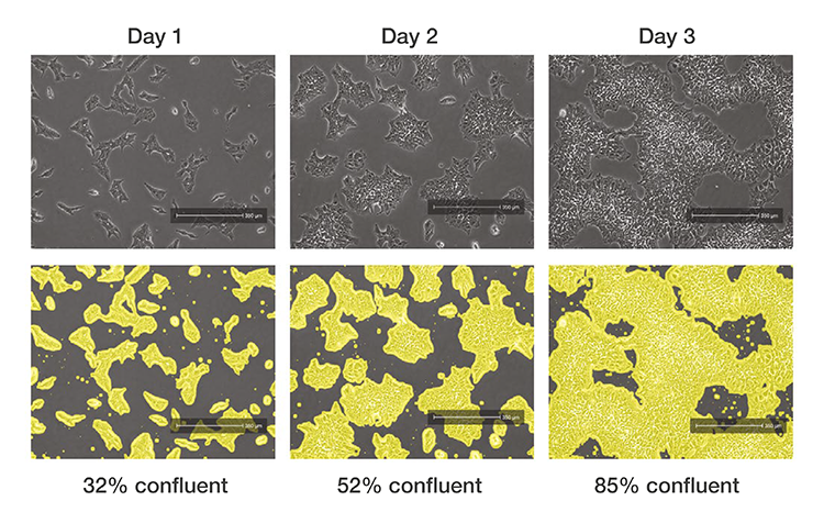 Induced pluripotent stem cells imaged over time with the EVOS™ M3000 instrument